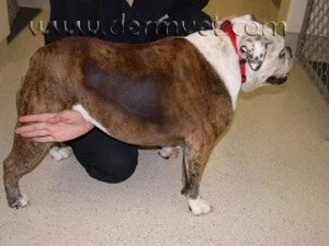 English Bulldog with seasonal flank alopecia showing a distinct patch of hair loss along the side of the body in Lacey