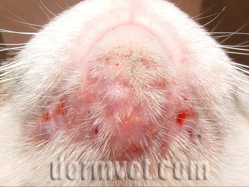 Close-up of a white cat's chin showing severe feline acne and inflammation at a veterinary dermatology clinic in Lacey