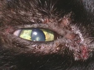 Close-up of a black cat's eye showing periocular crusting and lesions from feline herpes virus dermatitis at a veterinary dermatology clinic in Lacey