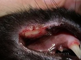 Close-up of a cat's lip showing an ulcerative lesion caused by eosinophilic granuloma complex at a veterinary dermatology clinic in Lacey