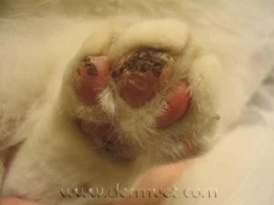 White cat's paw with crusting and inflammation caused by mosquito bite hypersensitivity in Lacey