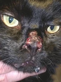 Close-up of a black cat's nose with severe lesions caused by feline herpes virus dermatitis at a veterinary dermatology clinic in Lacey
