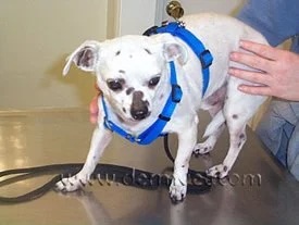 Chihuahua with patchy hair loss from dermatophytosis at a veterinary dermatology clinic in Lacey