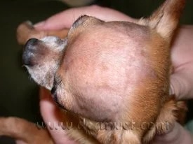 Chihuahua with pattern baldness showing hair loss on the top of the head in Lacey