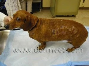 Dachshund with widespread pyoderma showing patchy skin lesions and hair loss along the body in Lacey