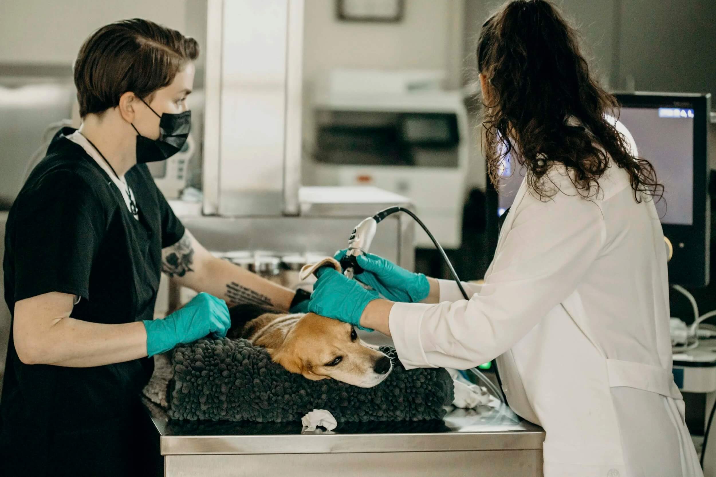 Veterinary team performing video otoscopy and ear flushing on a dog at Dermatology Clinic For Animals in Lacey, Washington