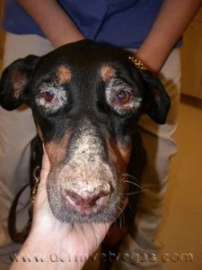 Doberman with pemphigus foliaceus showing crusting and lesions around the eyes and muzzle in Lacey