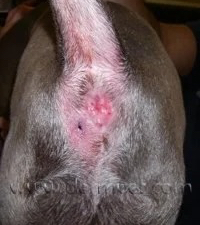 Dog Anal Sac Infection