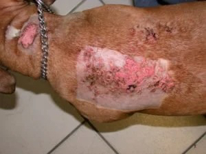 Dog calcinosis cutis skin condition in Lacey
