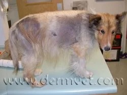 Collie with hair loss and skin changes caused by Cushing's disease at a veterinary dermatology clinic in Lacey