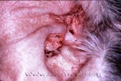 Close-up of a dog's ear canal showing infection and debris caused by food allergies at a veterinary dermatology clinic in Lacey