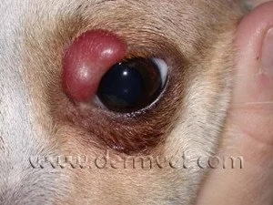 Close-up of a dog's eyelid with a histiocytoma tumor at a veterinary dermatology clinic in Lacey