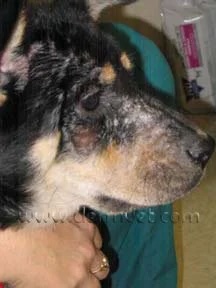 Dog's face showing hair loss and skin lesions caused by demodicosis at a veterinary dermatology clinic in Lacey