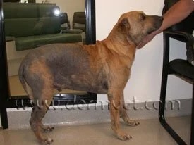 Dog with widespread hair loss and skin damage from flea allergy dermatitis at a veterinary dermatology clinic in Lacey