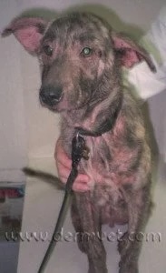 Dog with severe hair loss and skin irritation caused by a food allergy at a veterinary dermatology clinic in Lacey
