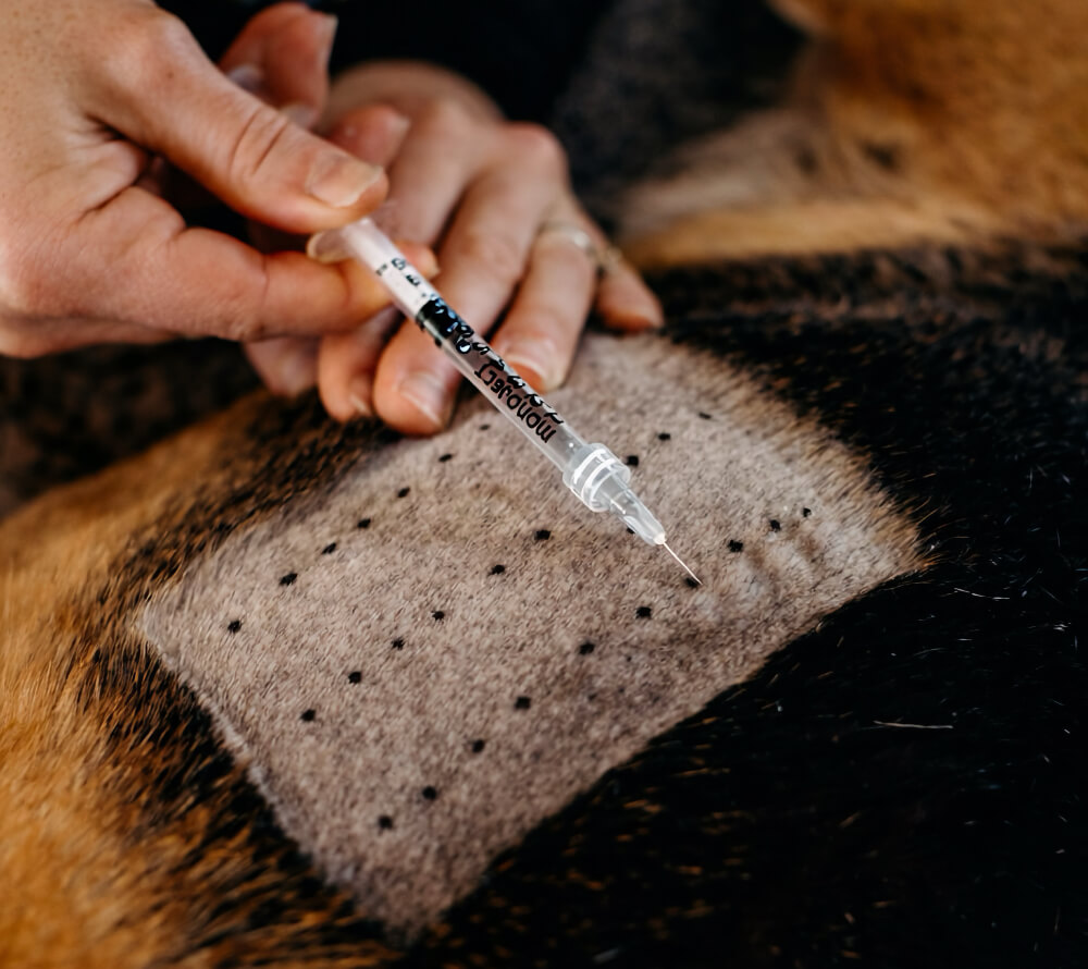 Team performing intradermal allergy testing on a canine patient.