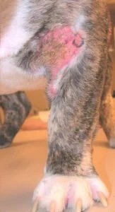 Close-up of a dog's leg with a calcinosis cutis lesion at a veterinary dermatology clinic in Lacey