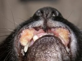Close-up of a dog's lip showing depigmentation from eosinophilic granuloma complex at a veterinary dermatology clinic in Lacey