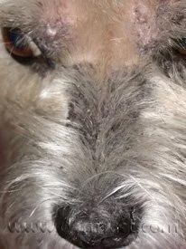 Close-up of a dog's muzzle showing skin lesions caused by dermatomyositis at a veterinary dermatology clinic in Lacey