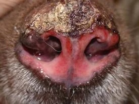 Close-up of a dog's nose with severe crusting and inflammation caused by discoid lupus at a veterinary dermatology clinic in Lacey