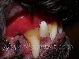 Close-up of a dog's mouth showing gum lesions caused by epitheliotropic lymphoma at a veterinary dermatology clinic in Lacey
