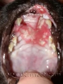 Close-up of a dog's palate with ulcerative lesions caused by eosinophilic granuloma complex at a veterinary dermatology clinic in Lacey