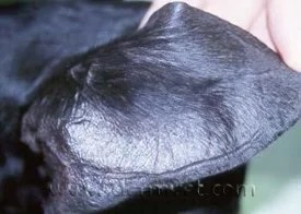Close-up of a dog's ear pinnae showing smooth hair loss from pattern baldness in Lacey