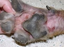 Close-up of a dog's paw showing redness and irritation from environmental allergies at a veterinary dermatology clinic in Lacey