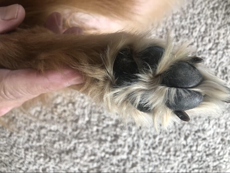 Gloved veterinarian examining a dog's paw with severe autoimmune skin lesions during a dermatology appointment in Lacey After