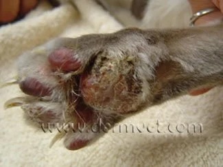 Dog's paw with swelling and crusting lesions caused by pemphigus foliaceus in Lacey