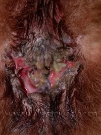 Close-up of a dog's perianal area showing severe fistulas and tissue inflammation in Lacey