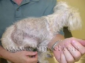 Small dog with widespread ringworm showing extensive hair loss and skin irritation on the torso in Lacey