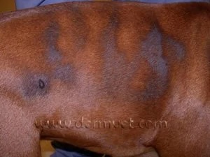 Close-up of a dog's flank showing a large darkened hairless patch caused by seasonal flank alopecia in Lacey