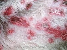 Close-up of a dog's skin showing multiple target lesions characteristic of erythema multiforme at a veterinary dermatology clinic in Lacey
