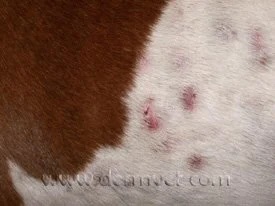 Close-up of a white dog's belly showing crusting and lesions from solar dermatitis in Lacey