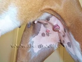 Dog's abdomen showing multiple viral papilloma warts and skin pigmentation changes in Lacey