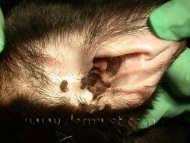 Veterinarian examining viral papilloma warts on a dog's groin area during a dermatology exam in Lacey