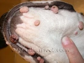 Close-up of a dog's paw with multiple viral papilloma warts on the skin in Lacey