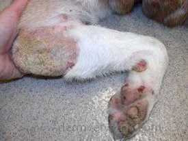 Dog's paw and leg showing crusting and scaling lesions caused by zinc-responsive dermatosis in Lacey