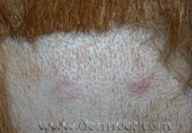 Close-up of a golden retriever's skin showing early histiocytosis lesions at a veterinary dermatology clinic in Lacey