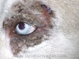 Close-up of a Husky's eye with severe crusting and scaling from zinc-responsive dermatosis in Lacey