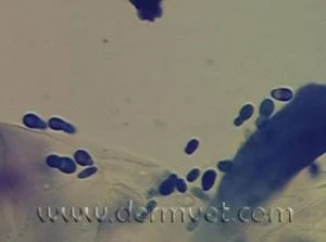 Microscopic cytology image showing Malassezia yeast organisms for veterinary dermatology diagnosis in Lacey