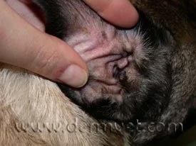 Close-up of a pug's ear showing inflammation and signs of an ear infection at a veterinary dermatology clinic in Lacey