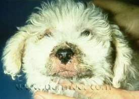 Puppy with facial swelling and lesions from juvenile cellulitis at a veterinary dermatology clinic in Lacey