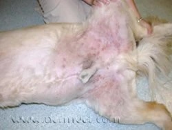 Scottish Terrier with pyoderma skin infection and hair loss at a veterinary dermatology clinic in Lacey