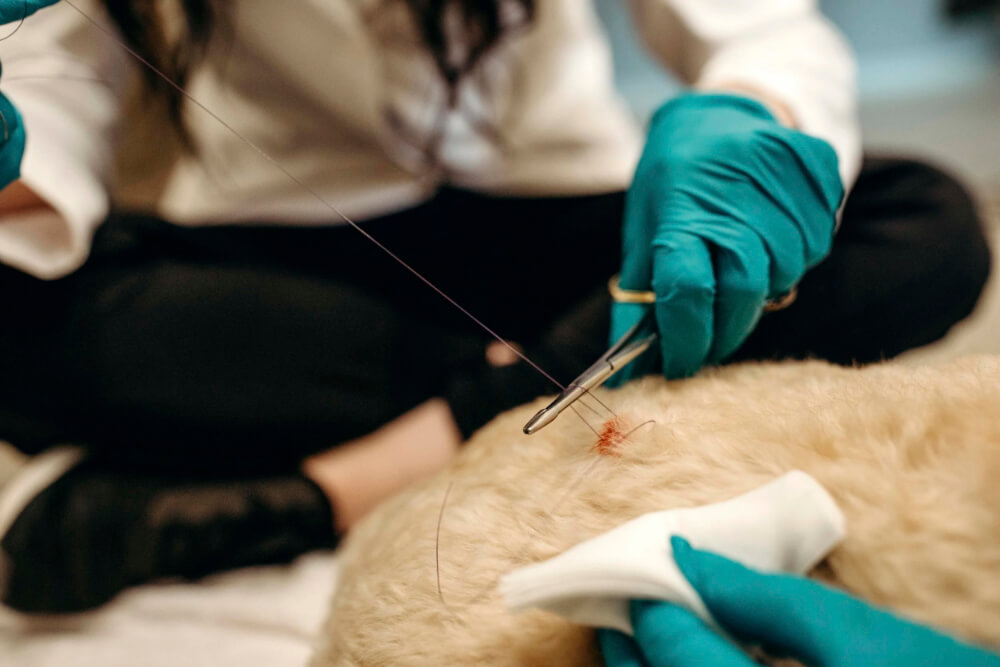 Gloved veterinarian performing a skin biopsy procedure on a dog for dermatopathology diagnosis in Lacey