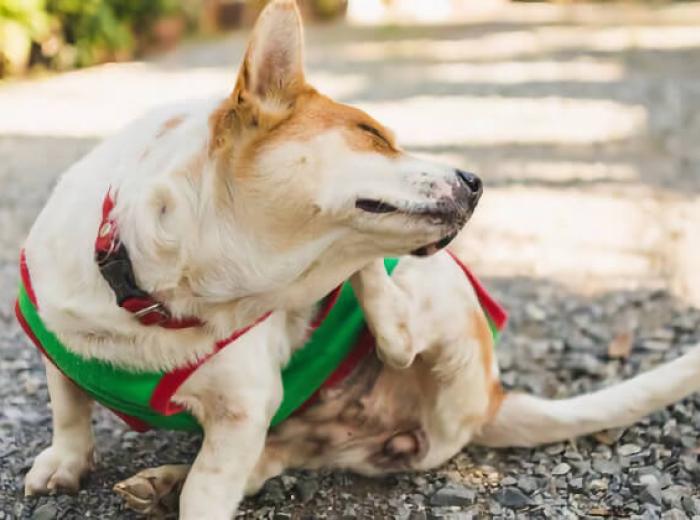 Itch Itch Go Away: A Dog Dermatology Discussion