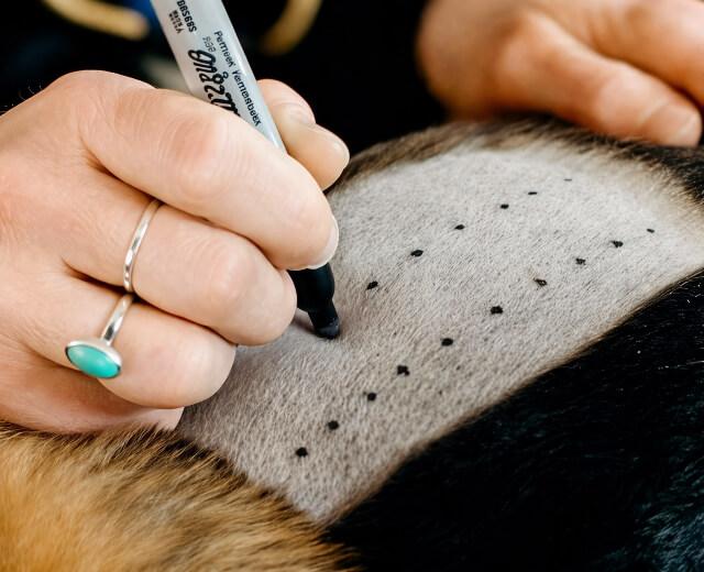 Allergy Testing